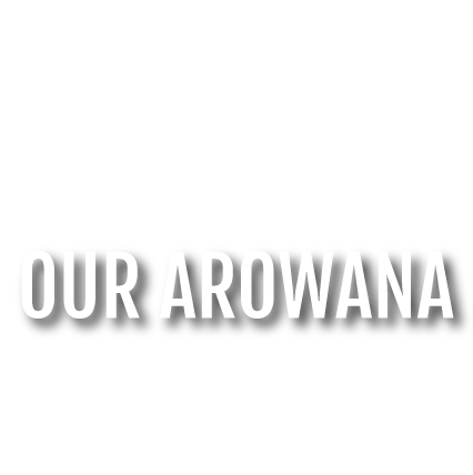 our arowana