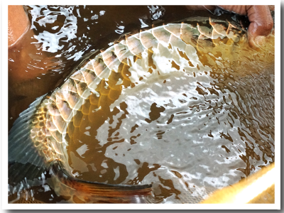 Golden Cross Back Arowana