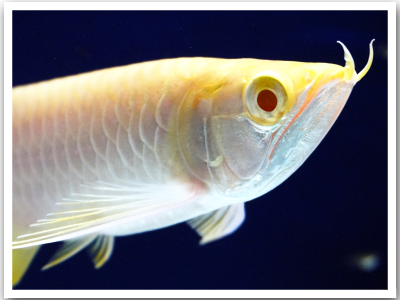 Albino Golden Arowana