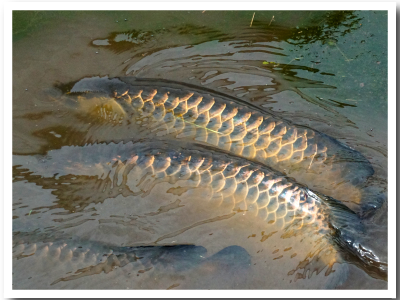 High-back Golden Arowana