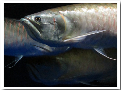 Silver arowana